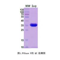 PNGase F