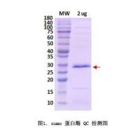 SUMO Protease