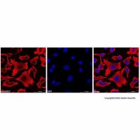 Goat Anti-Mouse IgG H&L Antibody,无载体, ExactAb™, 已验证, 见COA,阿拉丁