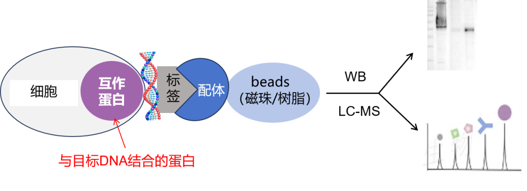 有效寻找目标DNA结合蛋白方法：DNA pulldown/ChIP实操指南-辉骏生物