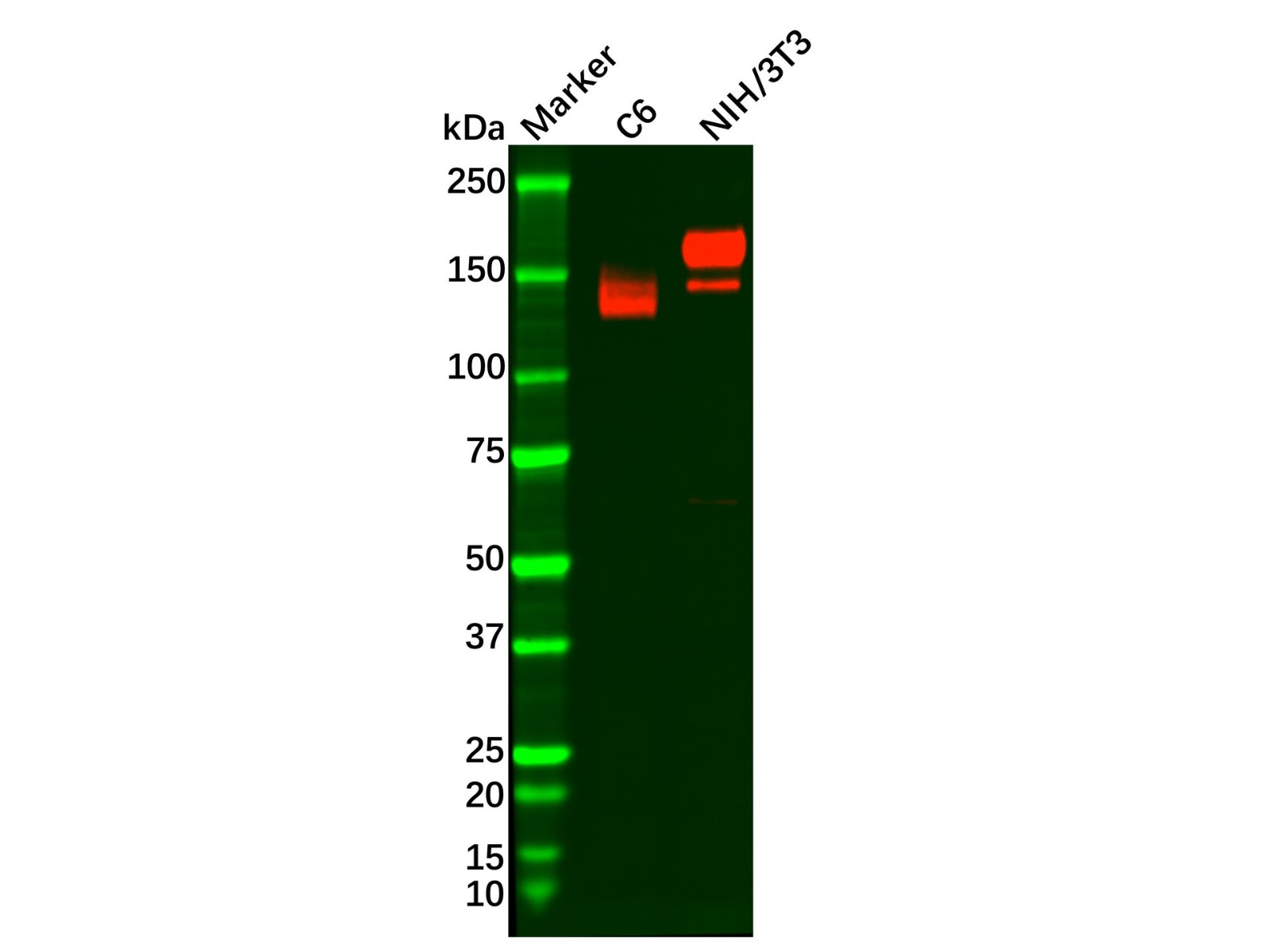 Recombinant PDGFR alpha Antibody,ExactAb™, Validated, 重组, 0.3 mg/mL,阿拉丁