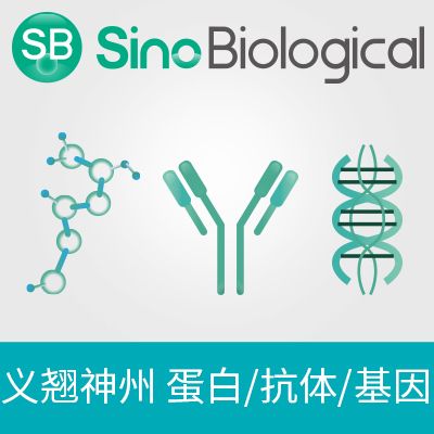 重组猪ACVR2A蛋白(His 标签)