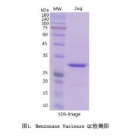 Benzonase Nuclease