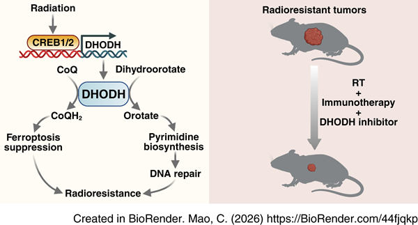 BMG LABTECH多功能酶标仪文献分享,来自南京大学 “DHODH-Mediated Suppression of Ferroptosis Supports Radioresistance and Represents a Therapeutic Vulnerability in Lung Cancer”
