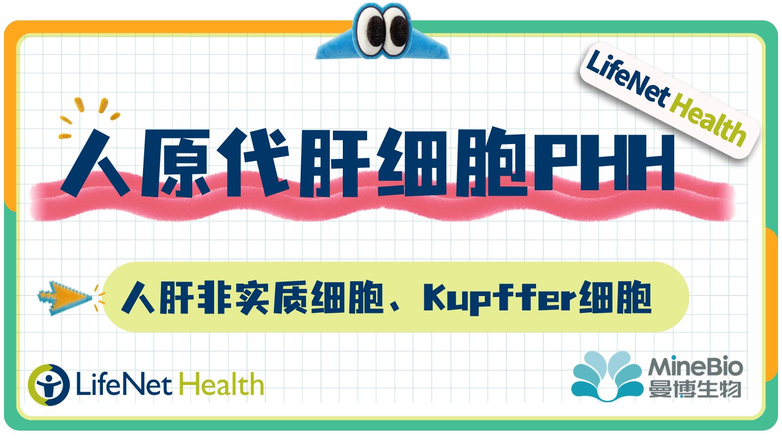 LifeNet Health|人原代肝细胞|PHH|人肝非实质细胞|Kupffer细胞