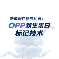 新生成蛋白研究利器：OPP新生蛋白标记技术   