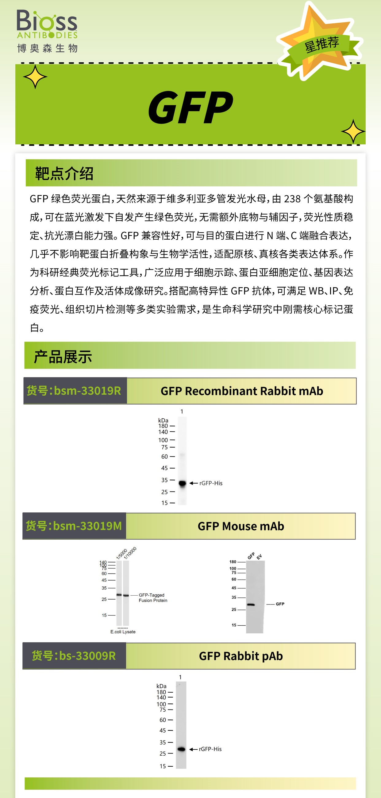 博奥森星推荐 | GFP 抗体