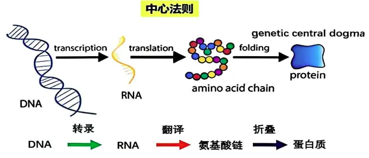 三代测序正在改写表观遗传学规则——从“拼凑数据”到“全景呈现”，到底改变了什么？