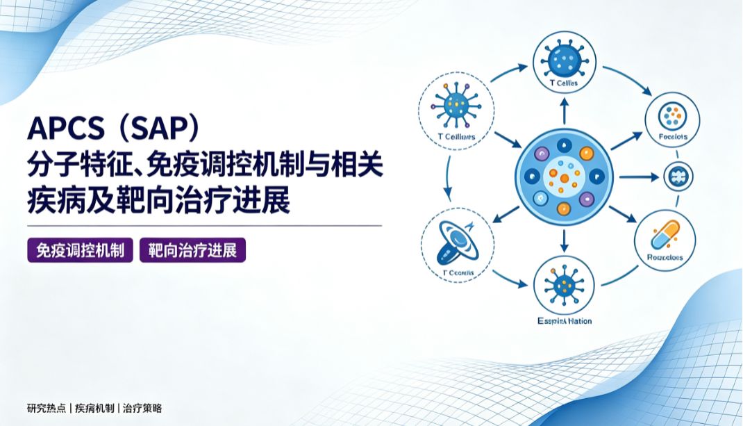 APCS（SAP）分子特征、免疫调控机制与相关疾病及靶向治疗进展