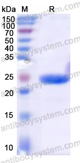 AntibodySystem蛋白抗体 | Recombinant Human Alpha-1-microglobulin/α1-MG Protein：肾小管损伤与氧化应激研究核心蛋白