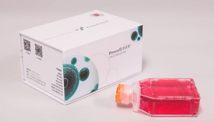 MCF 10A（人正常乳腺上皮细胞）助力发表Advanced Powder Materials高分文献