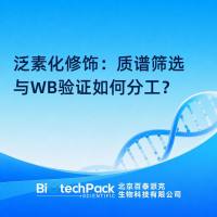 泛素化修饰：质谱筛选与WB验证如何分工？