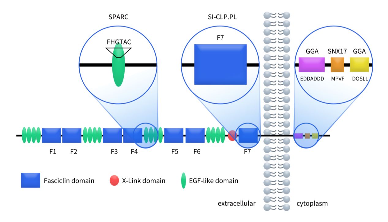 STAB1/Stabilin-1重塑巨噬细胞，解锁肿瘤免疫抑制的新钥匙