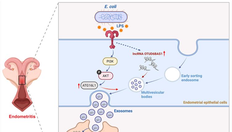 Materials Today Bio｜外泌体lncRNA OTUD6B-AS1作“致病信使”，经ceRNA网络重编程巨噬细胞M1极化，子宫内膜炎机制新突破！
