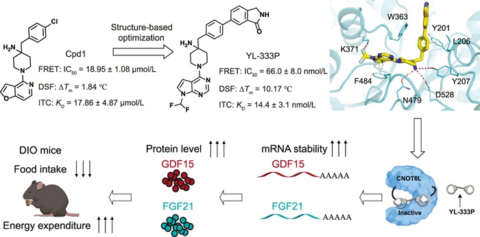 BMG LABTECH多功能酶标仪文献分享, 川大发表在Acta Pharmaceutica Sinica B “Small-molecule inhibition of the deadenylase CNOT6L as a strategy of obesity treatment” 报告