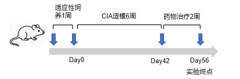 CIA 小鼠模型一站式服务平台：从造模到发文的完整解决方案
