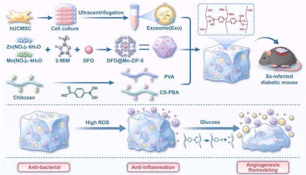 Bioactive Materials｜上海交大团队：外泌体给智能水凝胶“装上大脑”！UCMSC-exo重塑免疫+DFO促血管+MOF抗菌，糖尿病足溃疡修复新方