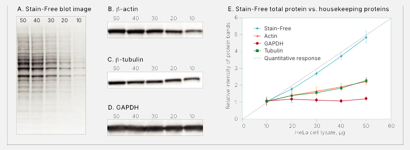 Western Blot 图像完整性指南