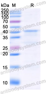 AntibodySystem蛋白抗体|Recombinant Human APOH Protein, N-His：凝血调控与抗磷脂综合征研究核心蛋白