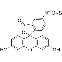 FITC (Fluorescein 5-isothiocyanate)
