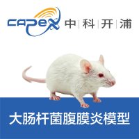 大肠杆菌腹膜炎模型