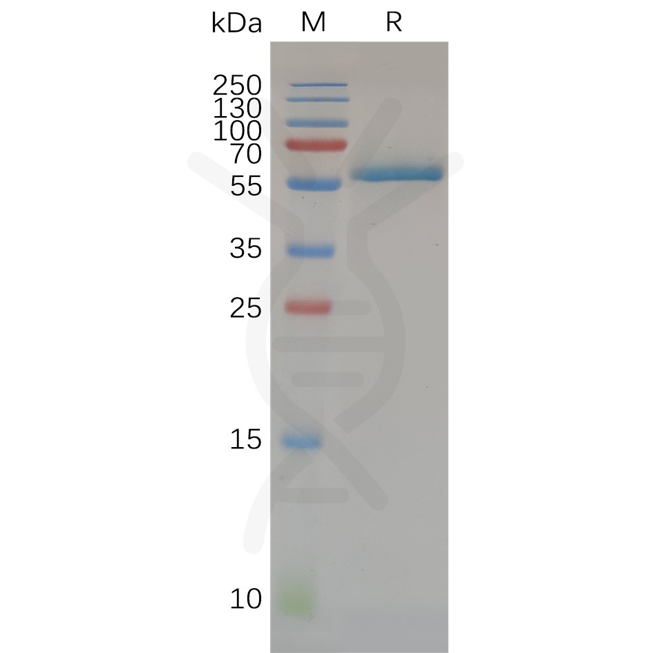 pme100673-cd32a-sp1.jpg