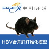 HBV合并肝纤维化模型