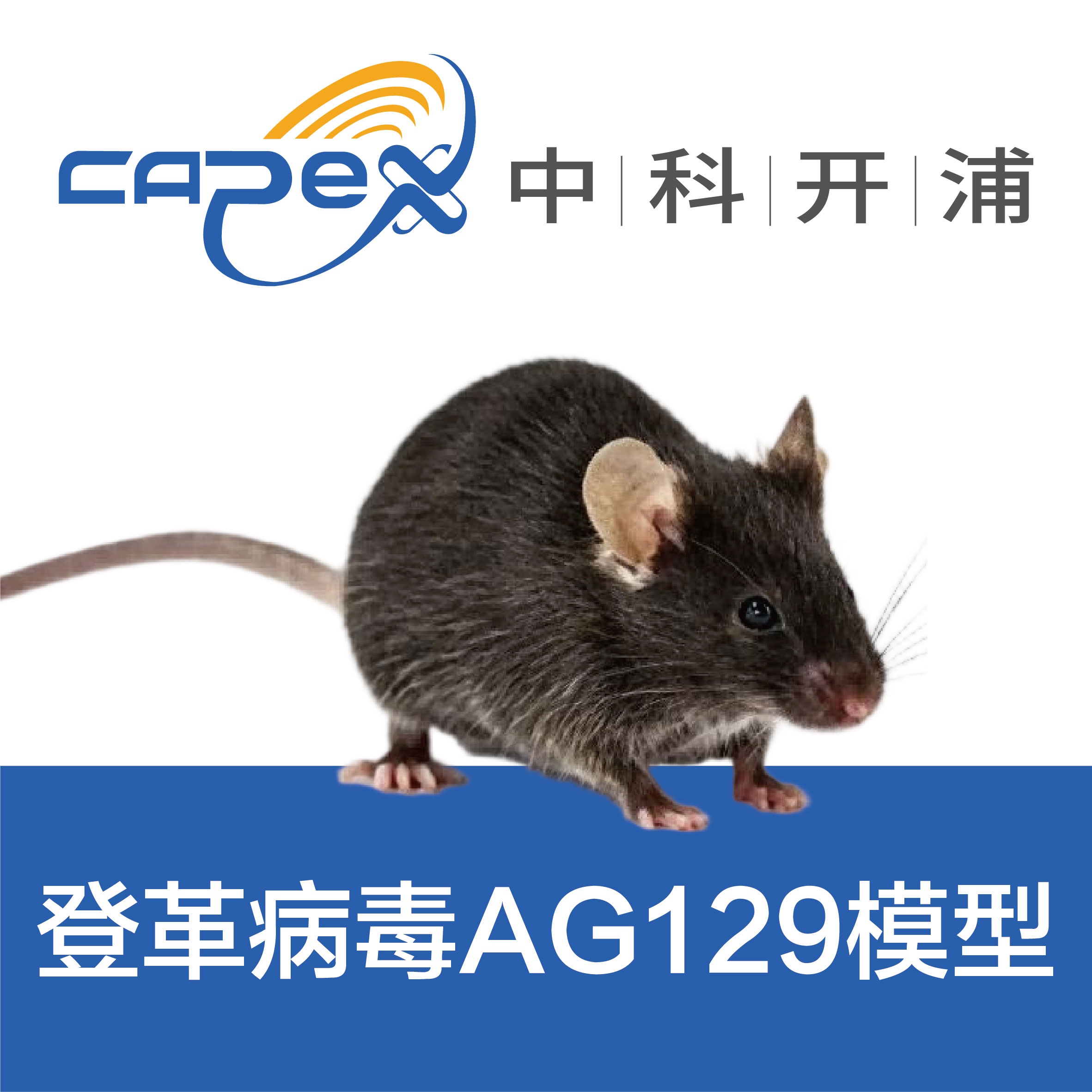 登革病毒AG129小鼠模型