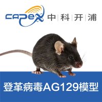 登革病毒AG129小鼠模型