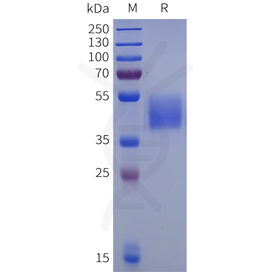 pme101838-nmur1-sp1.png