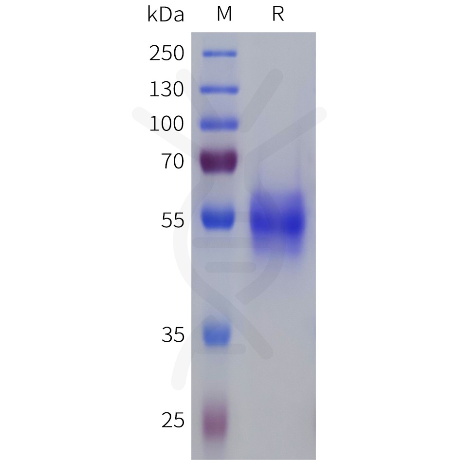 pme101811-sstr1-sp1.jpg