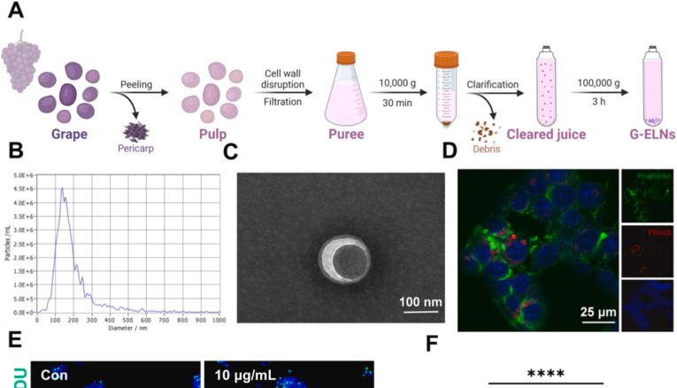 Bioactive Materials｜四川大学华西医院：植物外泌体激活细胞清道夫，经L-苹果酸/GPR4/STAT3增强胞葬作用，开启糖尿病伤口免疫修复新范式
