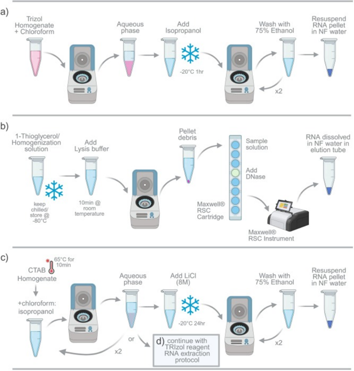 Bertin Precellys研磨器/研磨仪用户文章分享,荷兰MERLN研究所在Methods 分享 “Comparison of RNA extraction methods from kidney organoids encapsulated in alginate-norbornene”