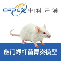 幽门螺杆菌胃炎模型