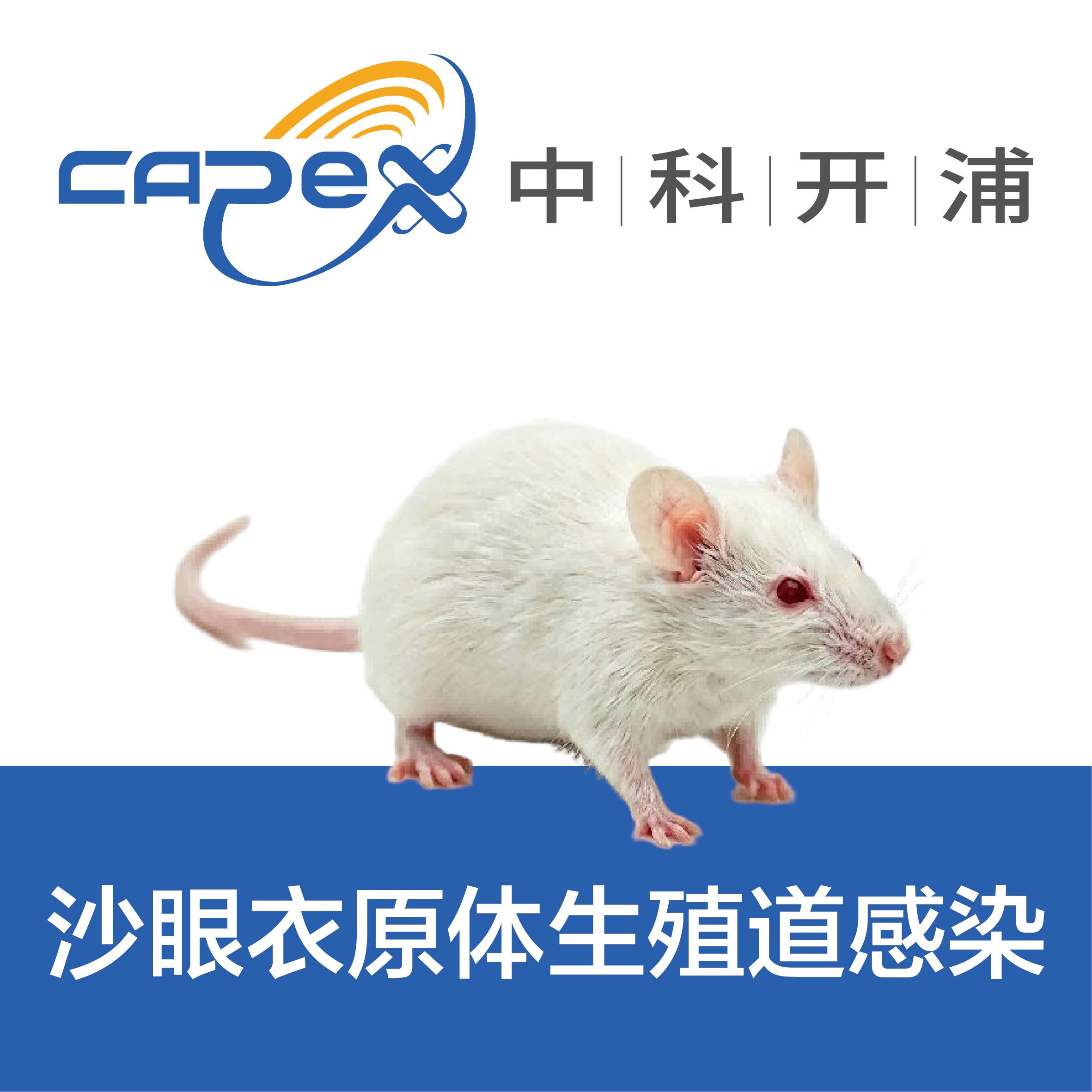 沙眼衣原体生殖道感染模型