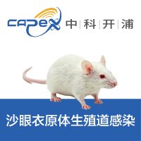 沙眼衣原体生殖道感染模型