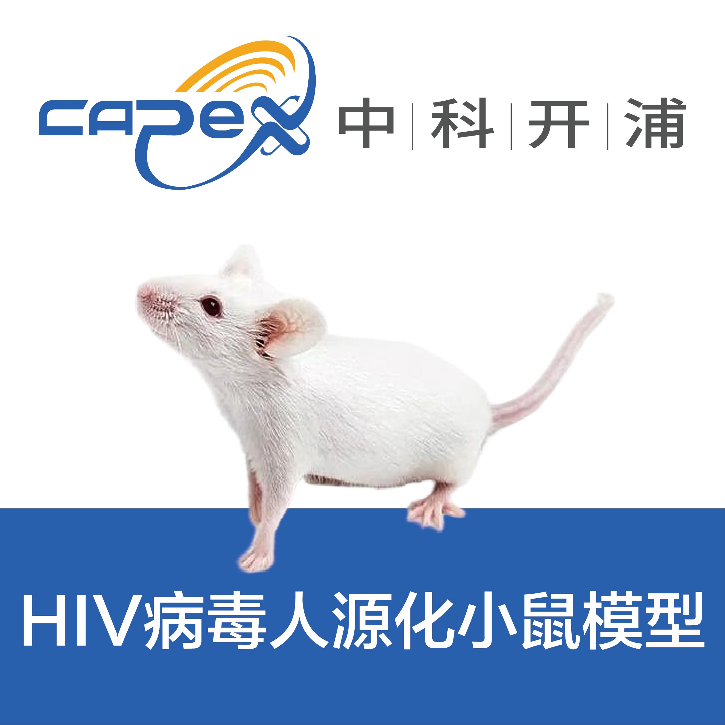 HIV人源化小鼠模型(NSG-huPBMC)