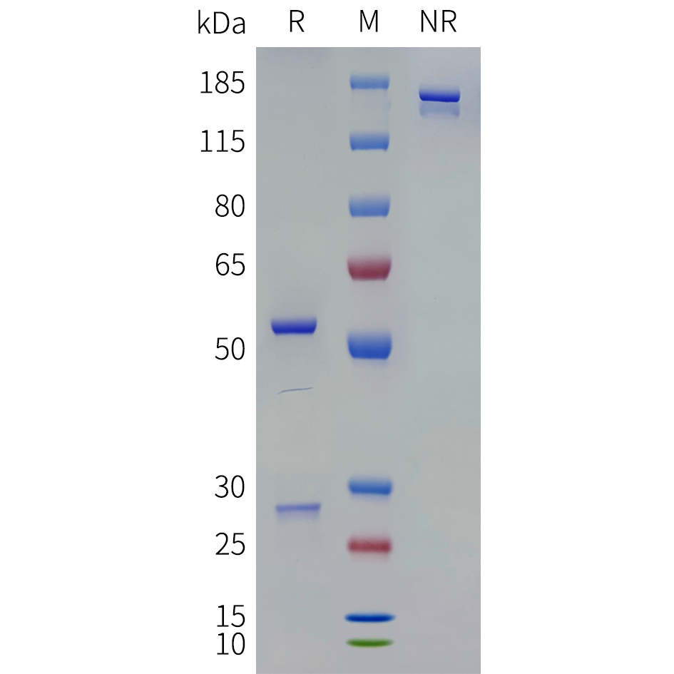 bme100144-il13-sp1.png