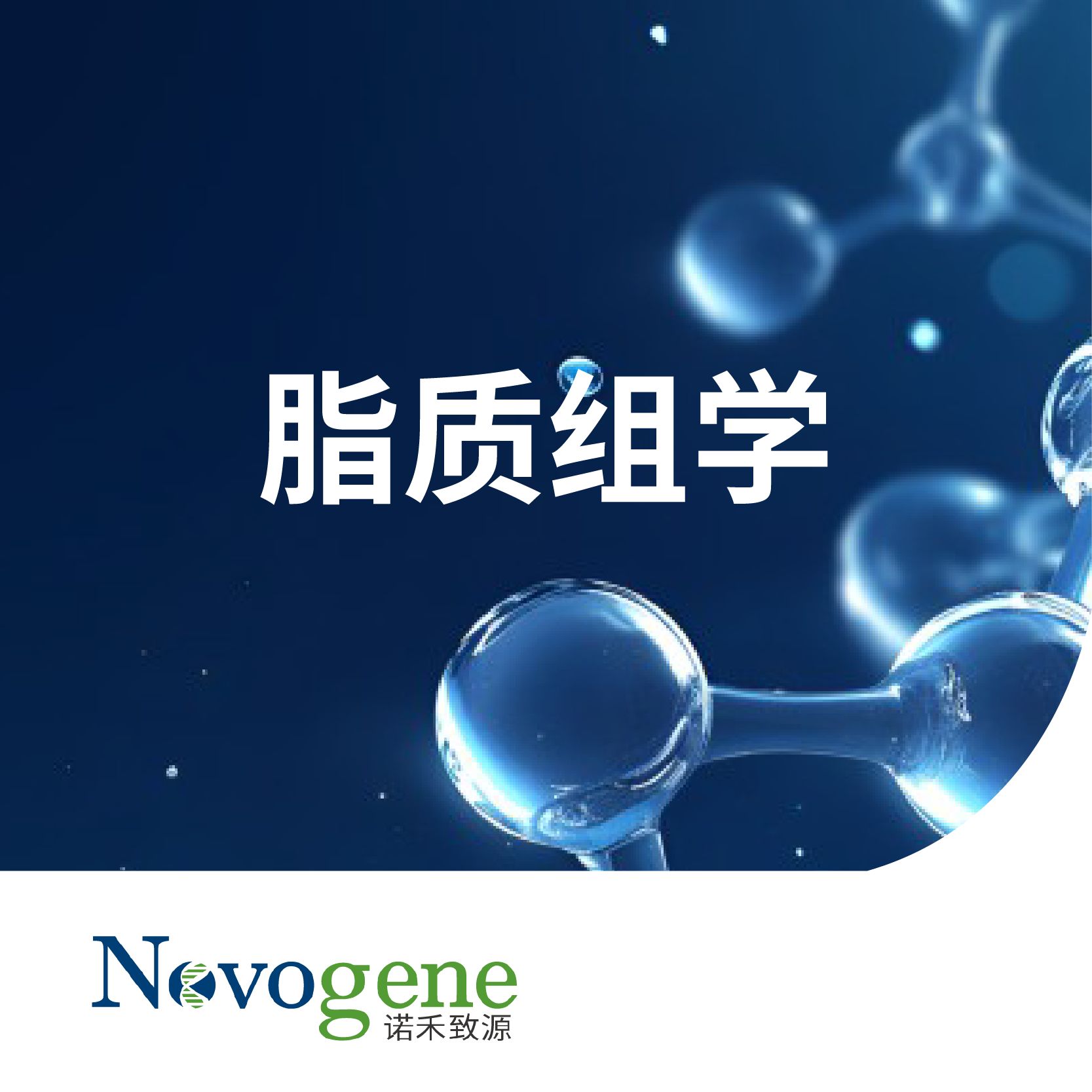 脂质组学
