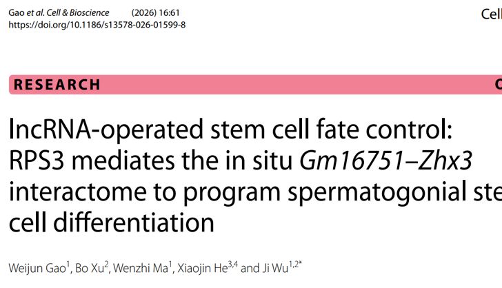 客户文章 | 多组学项目文章： lncRNA Gm16751通过RPS3介导的RNA原位互作促进小鼠精原干细胞分化