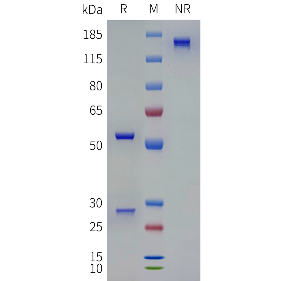 bme100247-ighe-sp1.png