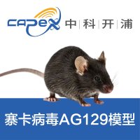 寨卡病毒AG129小鼠模型