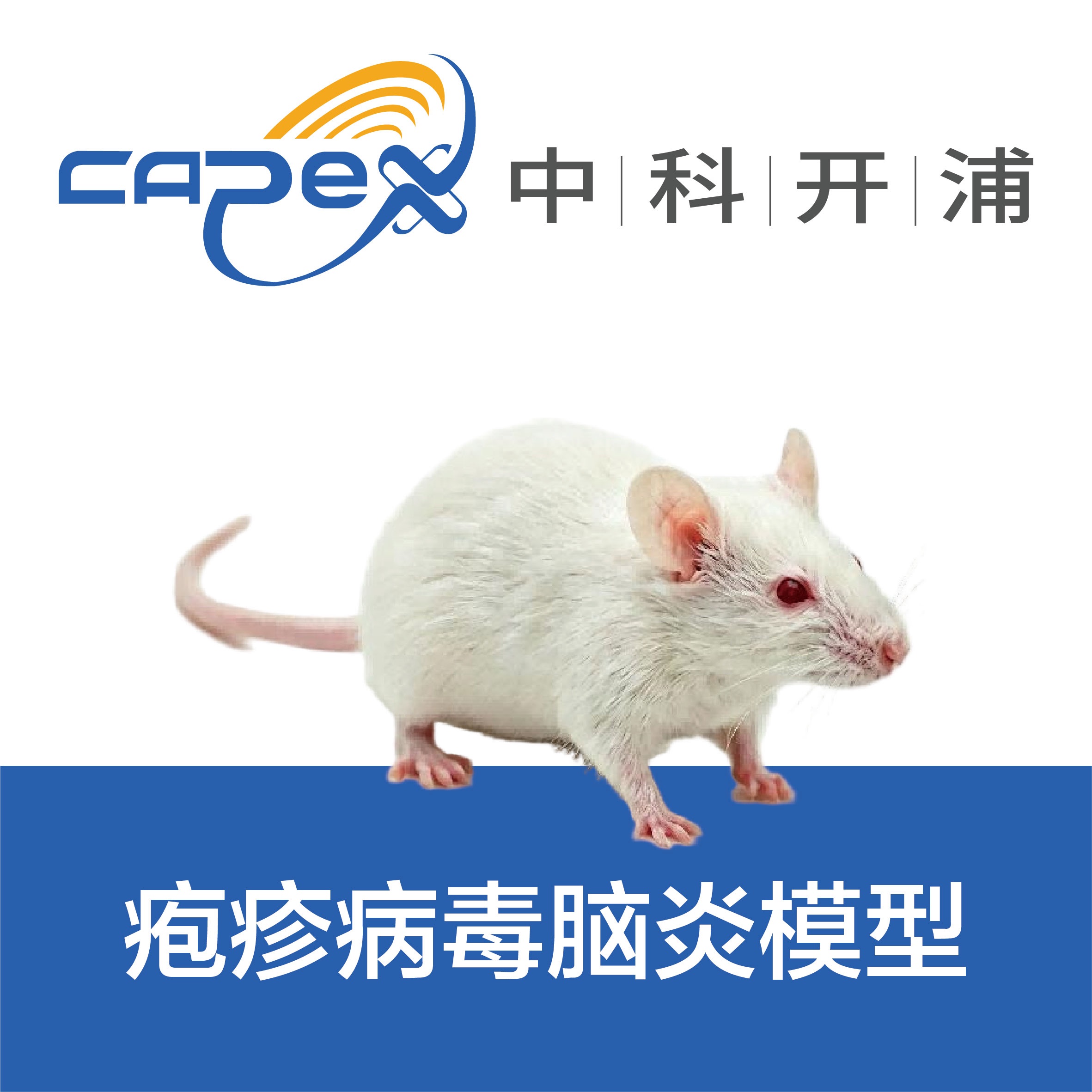疱疹病毒脑炎模型