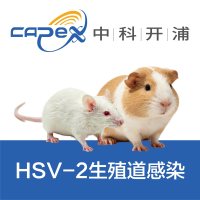 HSV-2生殖道感染模型