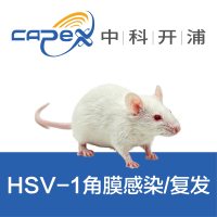 HSV-1角膜感染/复发模型