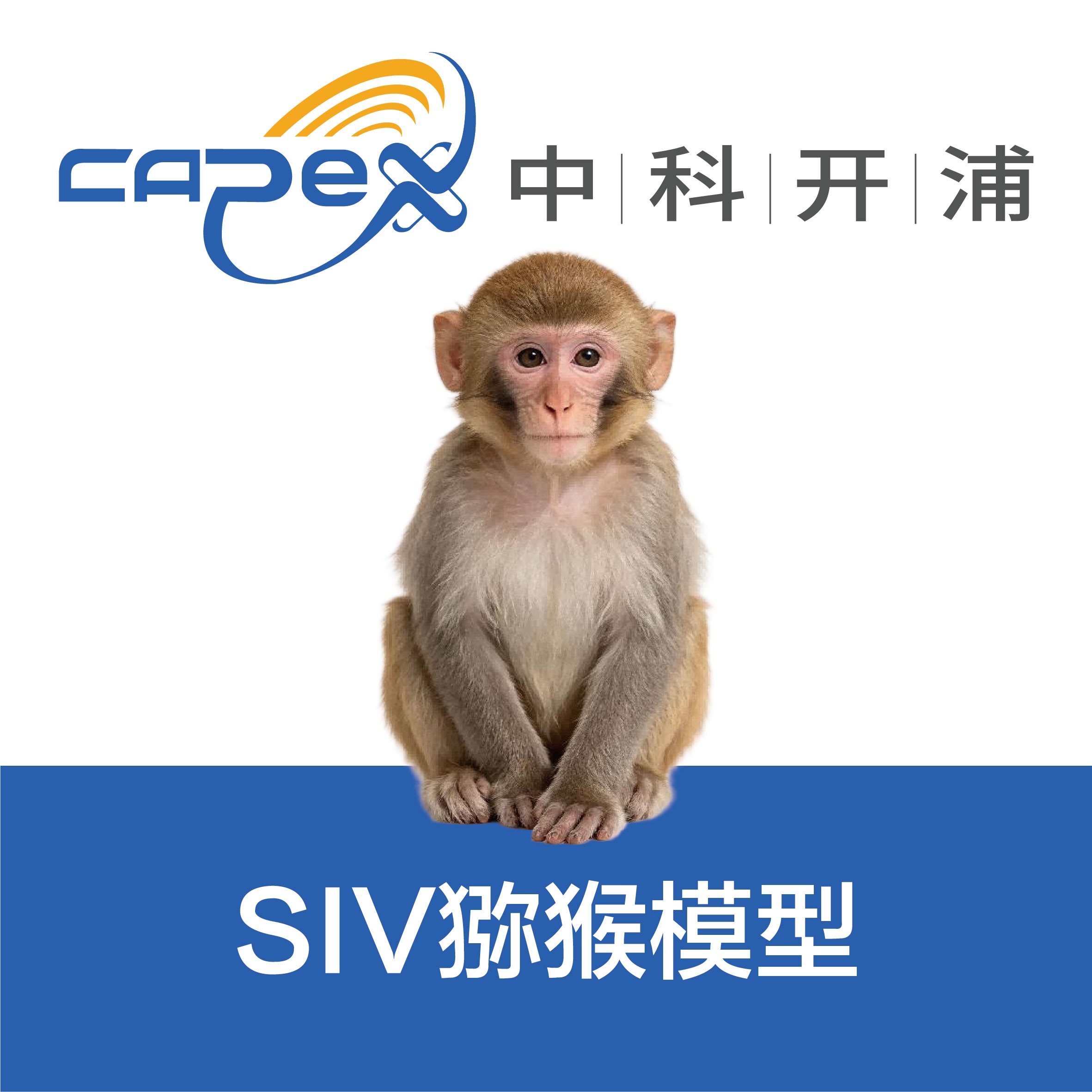 SIV猕猴模型