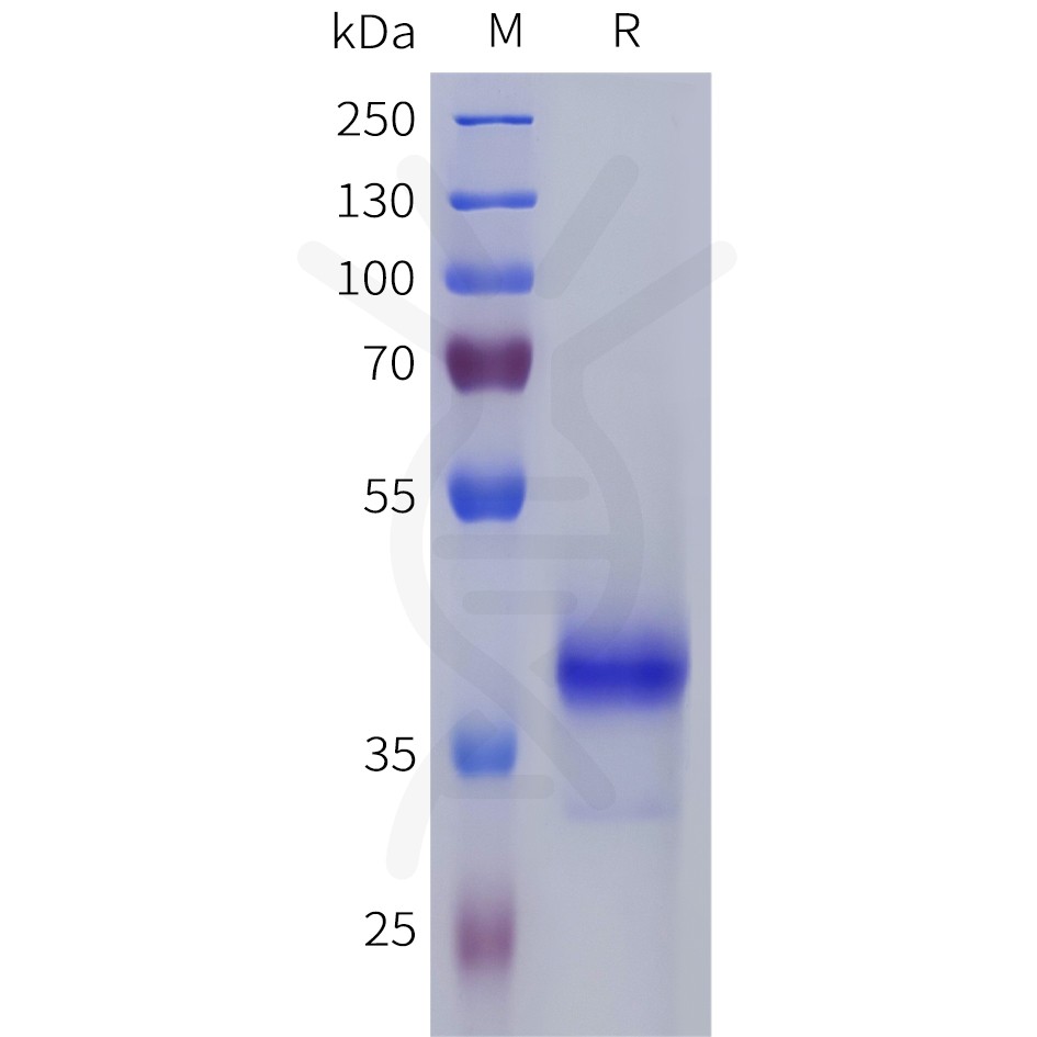 pme101809-s1pr5-sp1.jpg