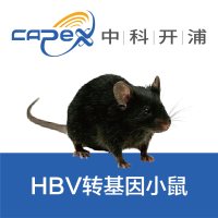 HBV转基因小鼠