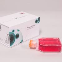 NCI-H2291（人肺腺癌细胞）