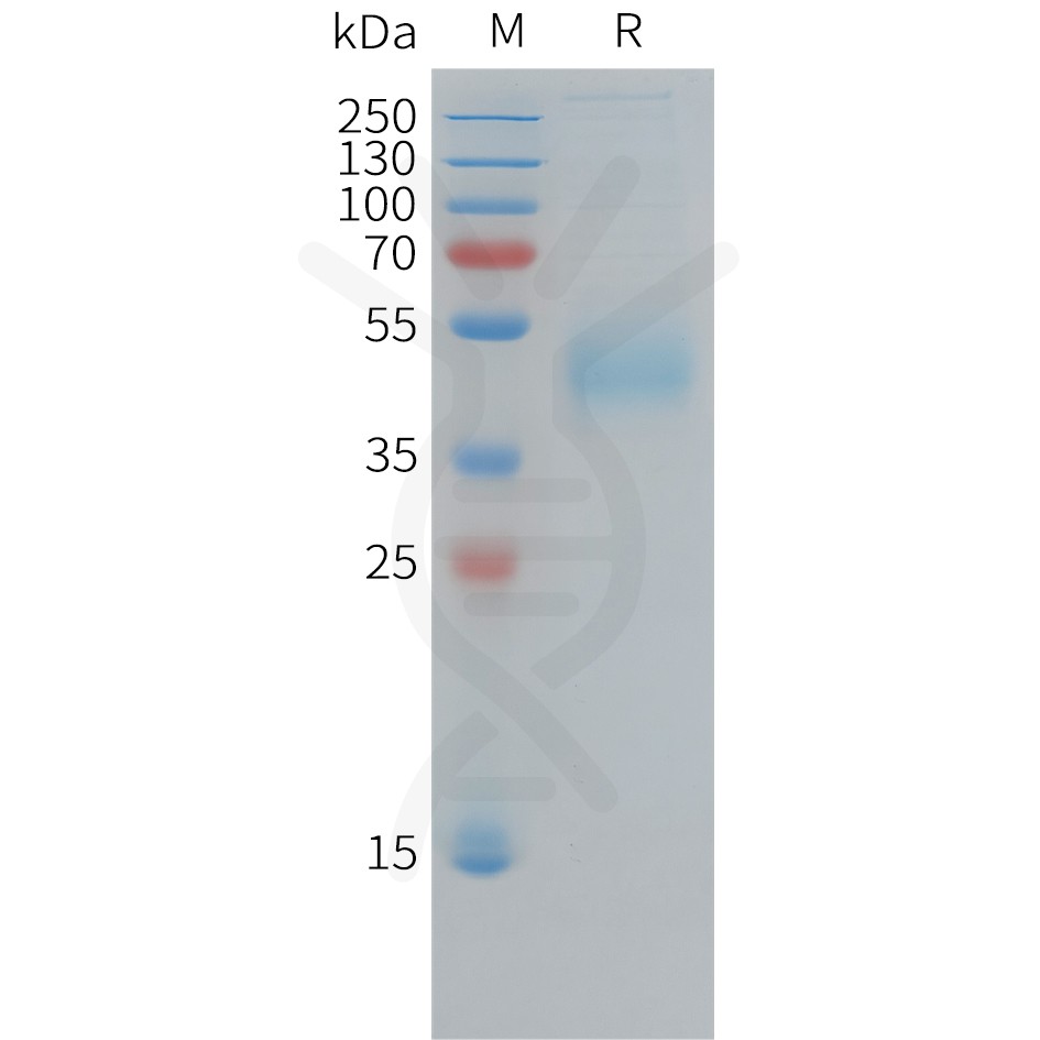 pme101383-cd33-sp1.jpg